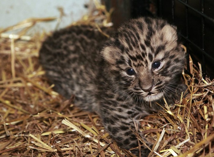 leopard, Parken Zoo, Bebis, Utrotningshotad, Eskilstuna, gullig